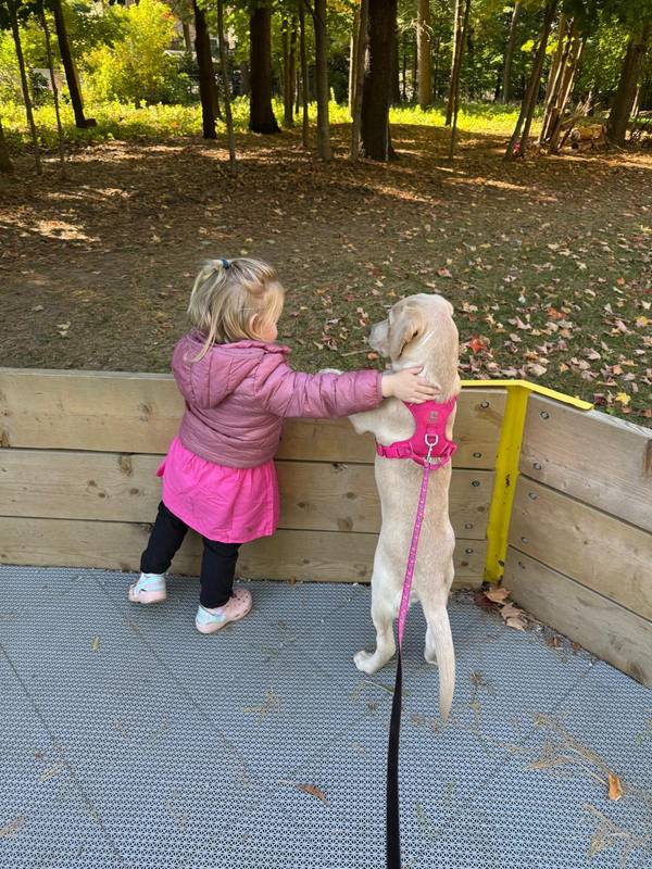 A child walking a Labrador puppy on a leash outdoors